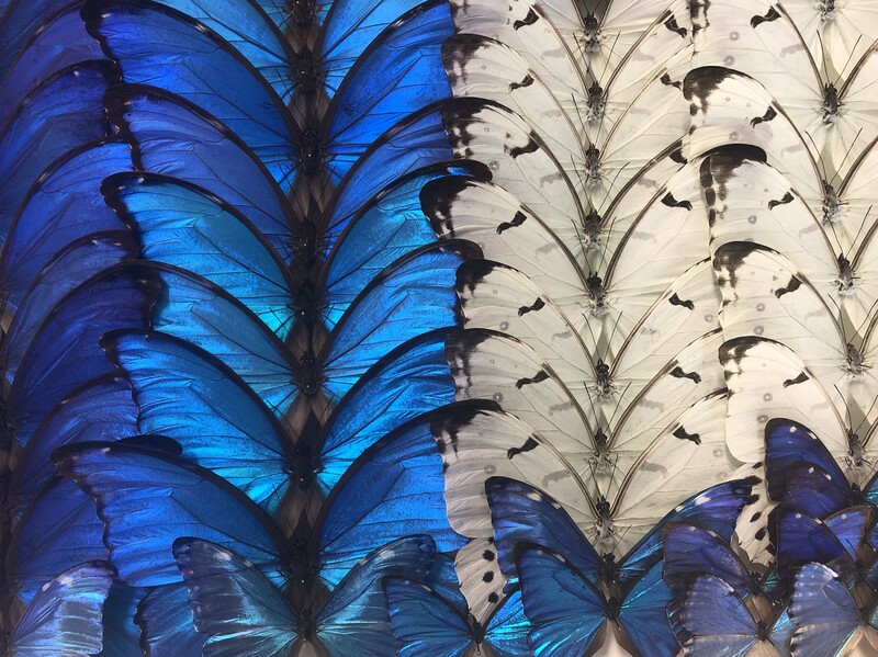 Butterflies Butterflies Papillons Papillons 