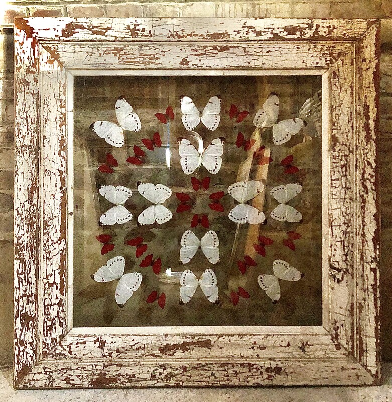 Red Butterflies Papillons rouges  Boitier verre decoration murale taxidermie entomologie 